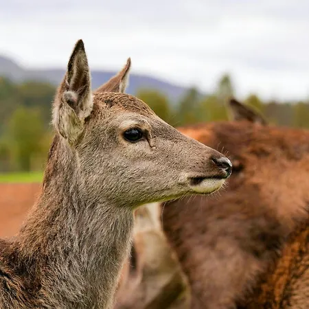 Charming Farm On Averoy Island شقة Lyngstad